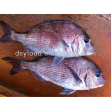 Blue Spotted Seabream,Red Seabream,Dorade Rose